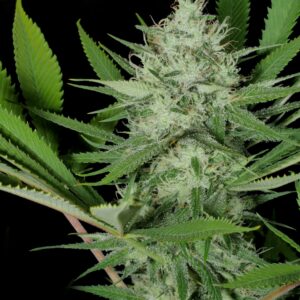 Heavenly Sativa (Amnesia Pupil x Prayer Tower Sativa) 13 Regular Seeds