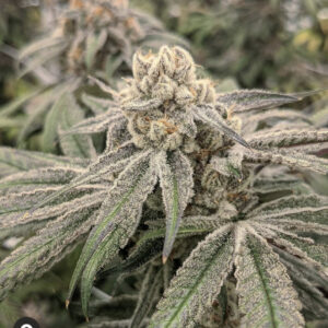 HelioZ F1 (MelvinZ x Cannabigerol male) 10 Regular Seeds