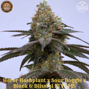 Herer Hashplant/Sour Boggle x Black & Blissful F1 5 Feminized Seeds