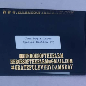 Heroes of the Farm Chem Dog x Interspecies Erotica F1 7 Regular Seeds