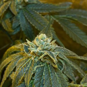 Hollywood Ghosts (Hollywood Pure Kush x 7 Ghosts) 6 Feminized Seeds