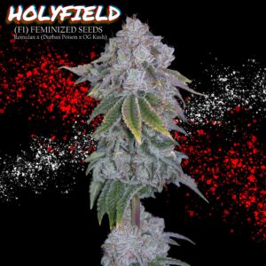 Holyfield F1 6 Feminized Seeds