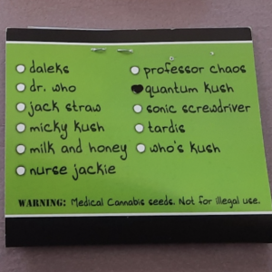 Homegrown Natural Wonders Quantum Kush F1 5 Regular Seeds