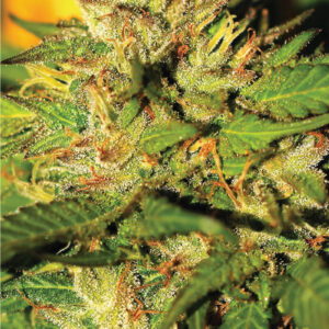 Humboldt Headband Auto F4 5 Autoflower Seeds