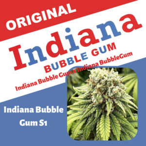 Indiana Bubble Gum S1 6 Feminized Seeds