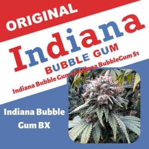 Indiana Bubble Gum BX 6 Feminized Seeds