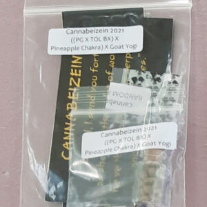 Cannabeizein 2021 ((Purple Goat X Tree of Life BX) x Pineapple Chakra) x Goat Yogi 10 Regular Seeds