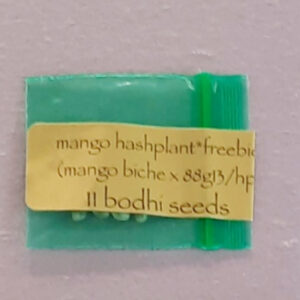 Bodhi Seeds Mango Hashplant 11 Regular Seeds