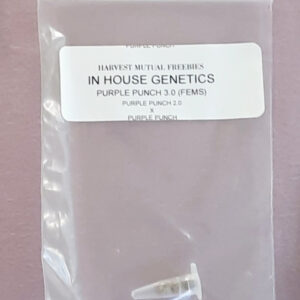 In House Genetics Purple Punch 3.0 3 Feminized Seeds