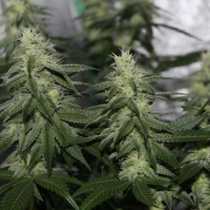 Hippy Oil F1 (Carbon Killerz x Road Kill Skunk) 12 Feminized Seeds