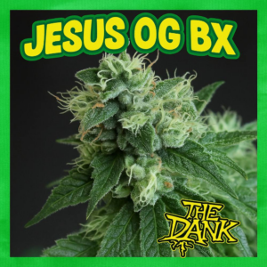Jesus OG BX 5 Regular Seeds