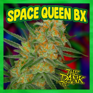 Space Queen BX 5 Regular Seeds