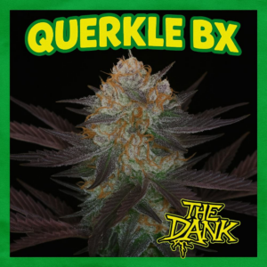 Querkle BX 5 Regular Seeds