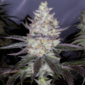 Fritter Bomb (Apple Fritter x Romulan) 10 Regular Seeds