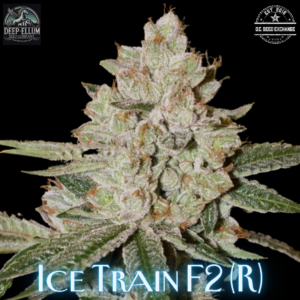 Ice Train F2 (E32 Arcata Trainwreck 'cut-only' x Vanilla Frosting) 10 Regular Seeds
