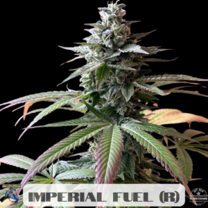 Imperial Fuel F1 (Death Star x Sour Diesel) 10 Regular Seeds