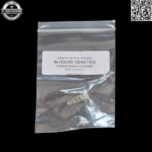 In House Genetics Purple Punch 3.0 (Purple Punch 2.0 x Purple Punch) 3 Feminized Seeds