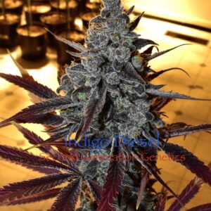 Indigo Diesel F1 13 Regular Seeds