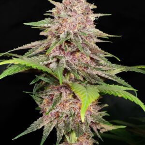 Indigo Pupil F1 (Star Pupil Mother cut x Indigo Child Bx1) 13 Regular Seeds