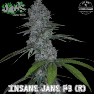 Insane Jane F3 ([Triple OG Kush x Double Purple Doja] x Alien Kush F3) 12 Regular Seeds