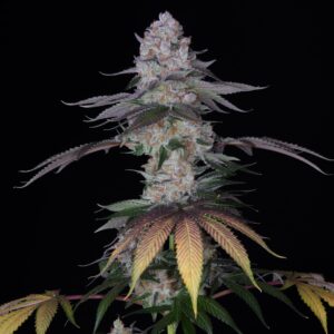 Irish Punch F1 (Purple Punch x Romulan) 12 Regular Seeds