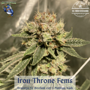 Iron Throne F1 (Dracarys #5 (Revfunk cut) x Platinum Kush) 6 Feminized Seeds