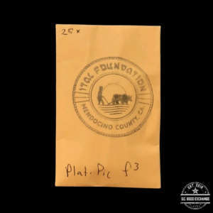 Ital Foundation Platinum Pie F3 25 Regular Seeds