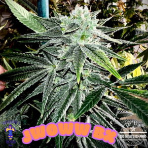 JWoww BX 20+ Regular Photoperiod Seeds