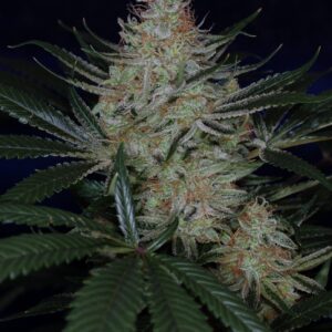 Jack the Ripper BX (Pandora’s Box × Jack the Ripper F2) 5 Regular Seeds