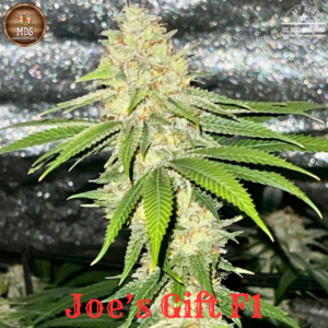 Joe’s Gift F1 ([Kleicha Cookies x Duckweb IBL] x Black & Blissful) 10 Feminized Seeds