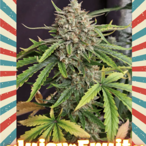 Juicy Fruit Auto 5 Feminized Autoflower Seeds