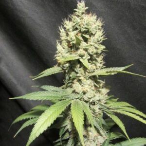 Kamakazi F1 (Massachusetts Super Skunk x Pestilence) 7 Feminized Seeds
