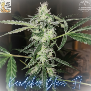 Kandahar Blues F1 15 Regular Seeds