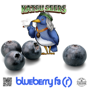 Blueberry F3 10 Regular Seeds