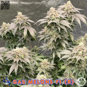 Gas Melons F1 (Watermelon x Sour Diesel) 10 Regular Seeds