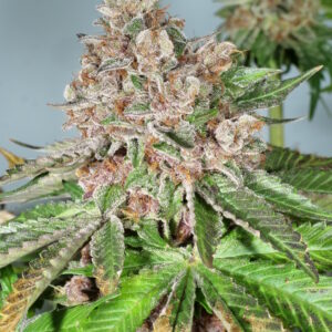 Katsu Pupil F1 (Bubba Kush x Star Pupil) 7 Feminized Seeds