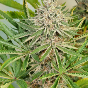Kernel Pupil (Kernel Haze x Star Pupil) 7 Feminized Seeds
