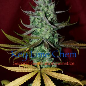 Key Lime Chem (Dragon Soul x F4 Blueberry) 13 Regular Seeds
