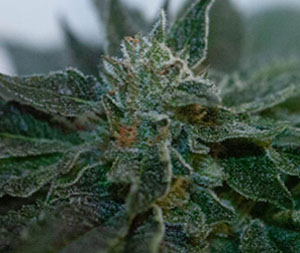 Key Lime Kush (Key Lime Pie x Pre-98 Bubba Kush) 6 Feminized Seeds