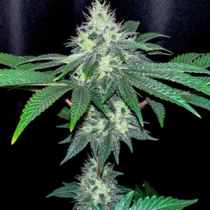 Kings Castle F1 (Chemdog 91 x Chemdog D/98 Bubba Kush) 7 Feminized Seeds
