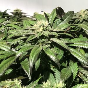 Kitty Cat Skunk (Polecat x Carbon Killerz) 12 Feminized Seeds