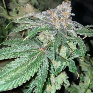 Knee Bender F1 ([GSC x Larry OG] x Alani Skunk) 6 Feminized Seeds