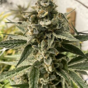Kushy Chem Auto (Triangle Kush Auto x Chem de la Chem x West Coast OG) 5 Feminized Autoflower Seeds