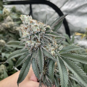 Kushy Payton F1 (Gary Payton x Platinum Kush) 6 Feminized Seeds