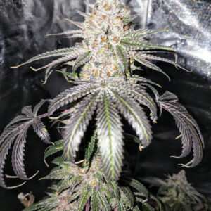 LA Girlz (LA Kush Cake x Project 007) 6 Feminized Seeds