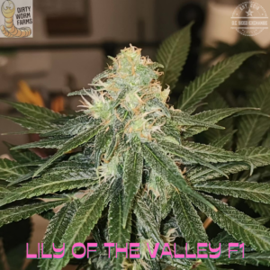 Lily of the Valley F1 15 Regular Seeds