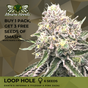Loop Hole S1 (Dante's Inferno x 711) 6 Feminized Seeds