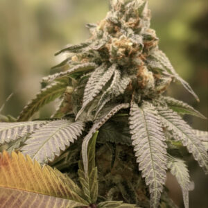 Love Buzz F1 (Magnum OG x [Dogwalker x Golden Ticket]) 12 Regular Seeds