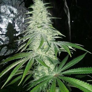 L'Orange Glue F1 (Bam’s Glue x Alani Skunk) 6 Feminized Seeds