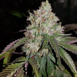 LA Pure Kush S1 7 Feminized Seeds